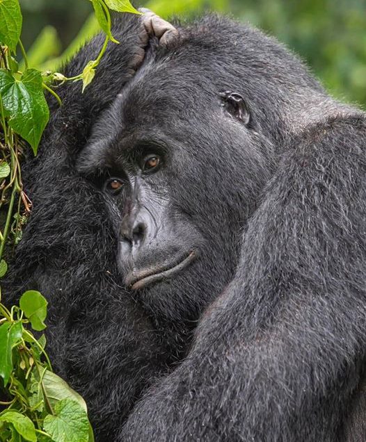Gorilla trekking Safari In Uganda