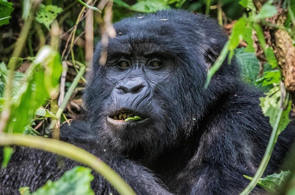 Gorilla trekking Safari