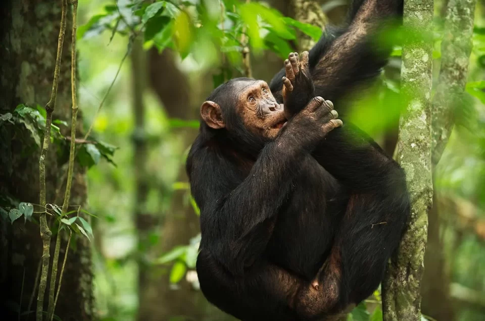 Chimpanzee Tracking safari