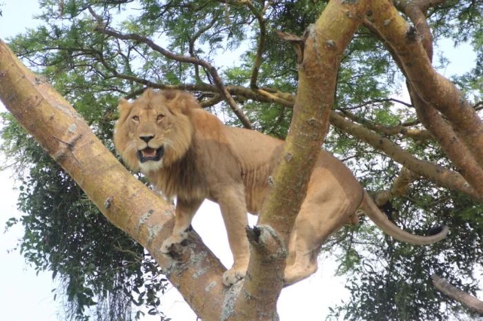 10 Days Uganda Wildlife luxury Safari