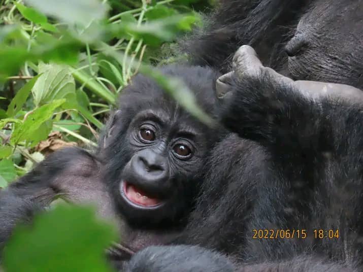 When is the Best Time To Do Gorilla Trekking in Uganda and Rwanda